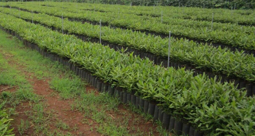 Cây Macca Ở Tây Nguyên: Tiềm Năng Và Hướng Phát Triển