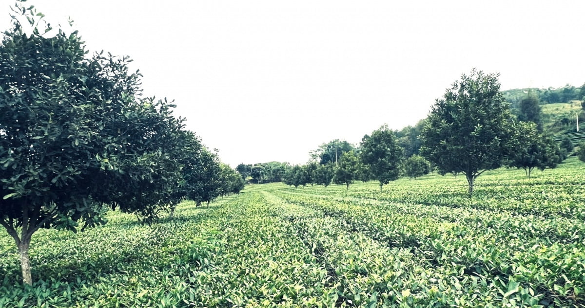 Trồng Xen Macca Trong Vườn Cà Phê, Chè Ở Tây Nguyên: Những Điều Cần Tính Trước Khi Xuống Giống
