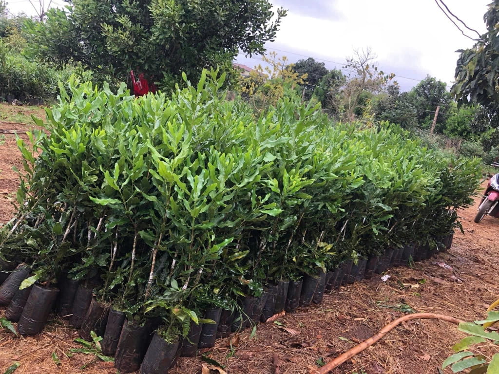 Mới Trồng Macca, Bà Con Nên Lưu Ý Những Gì?