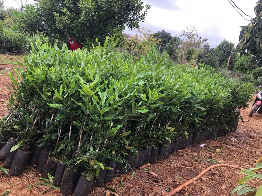 Trồng Xen Macca Trong Vườn Cà Phê, Chè Ở Tây Nguyên: Những Điều Cần Tính Trước Khi Xuống Giống