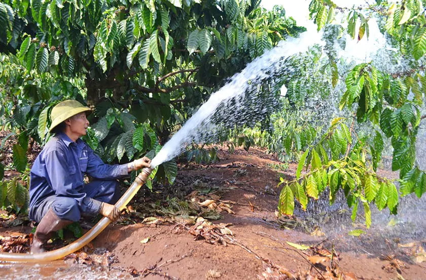 Lá Cà Phê Vàng Bất Thường: Cách Phân Biệt Thiếu Dinh Dưỡng, Úng Rễ Và Sâu Bệnh