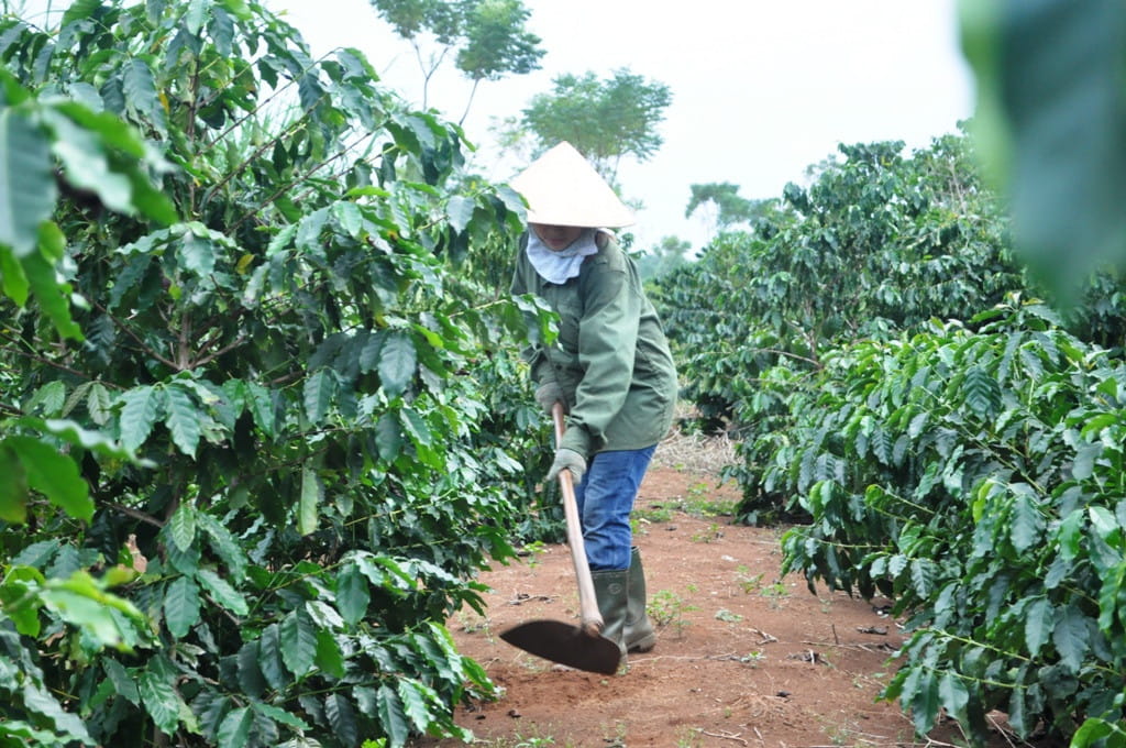Đất Trồng Cà Phê Sau Nhiều Năm Canh Tác Cần Được Chăm Lại Ra Sao?